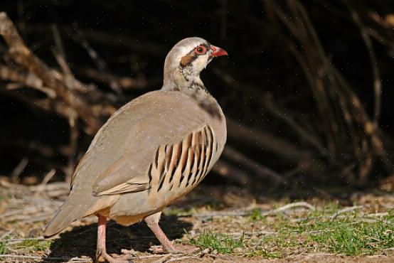 Τα αυγά Chukar είναι κρεμώδη κίτρινα ή κίτρινα-λευκά με μικρά καφέ ή μωβ σημεία