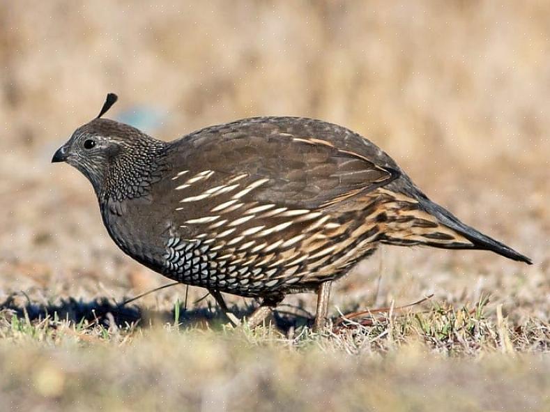 Ταυτοποίηση Chukar