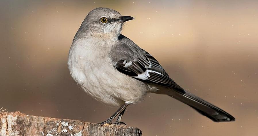 Τα βόρεια mockingbirds είναι γενικά όλο το χρόνο κάτοικοι της γκάμας τους