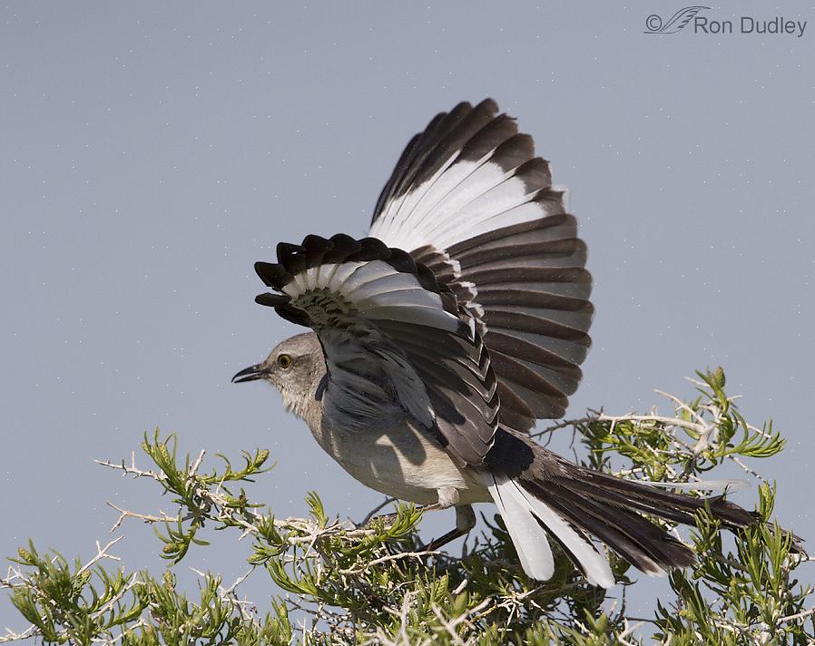 Τα βόρεια mockingbirds επισκέπτονται εύκολα τροφοδότες όπου διατίθενται απορρίμματα ψωμιού