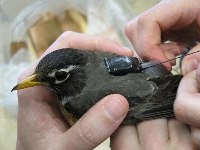 Η οικογένεια των πουλιών Turdidae περιλαμβάνει περισσότερα από 175 είδη