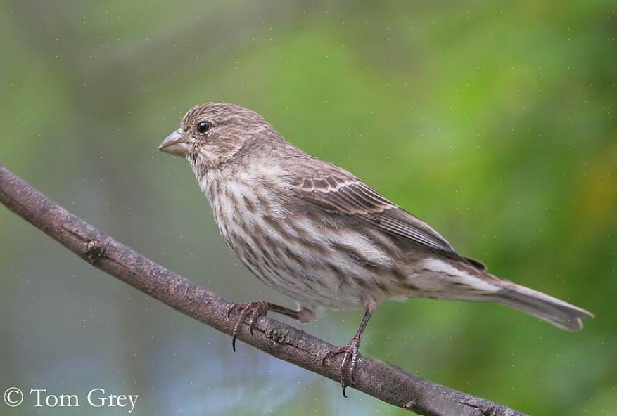 Linnet (δεν πρέπει να συγχέεται με το Common Linnet στην Ευρώπη)