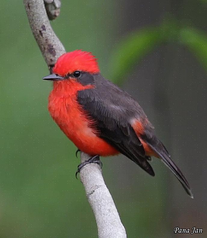 Αναγνώριση flycatcher Vermilion