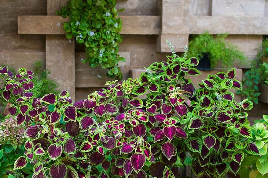 Τα φυτά Coleus