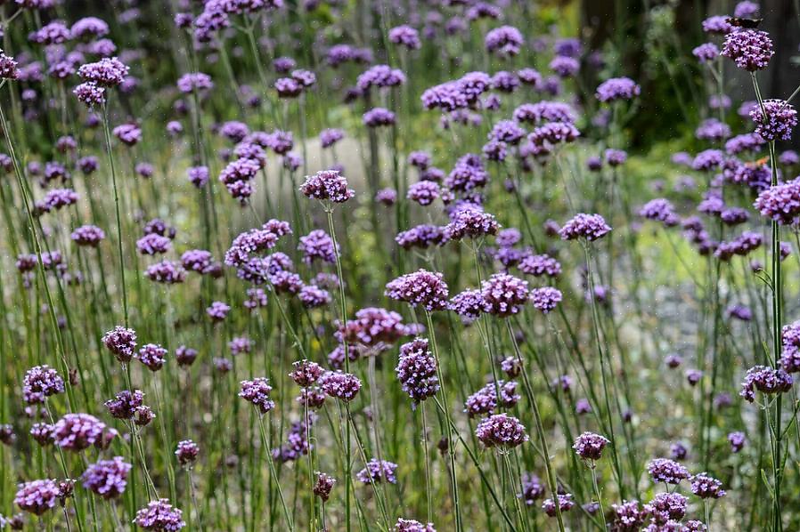 Το ψηλό verbena (Verbena bonariensis) είναι ένα ανθεκτικό