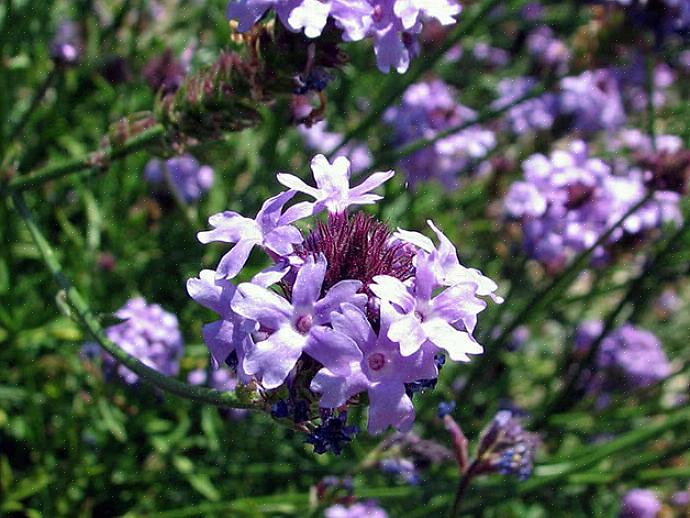 Το ψηλό verbena λάμπει όταν χρησιμοποιείται σε μικτό περίγραμμα