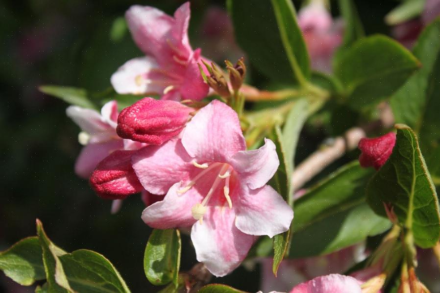 Οι θάμνοι Weigela είναι