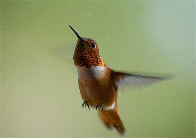 Τα Rufous κολίβρια έχουν καταγραφεί ως υβριδοποίηση με τα κολίβρια της Άννας