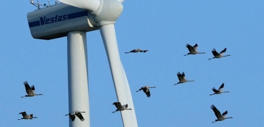 Πουλιά που κατανοούν τις απειλές που αντιμετωπίζουν τα μεταναστευτικά πουλιά αντιμετωπίζουν