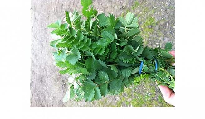 Burnet, Salad Burnet, Small Burnet, Garden Burnet