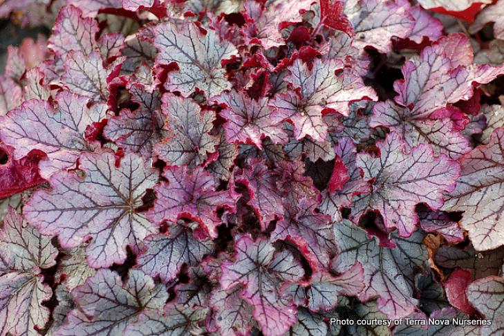 Το Heuchera 'Venus' βρίσκεται στο σπίτι σε έναν κήπο με λευκά λουλούδια ή σε φεγγάρι