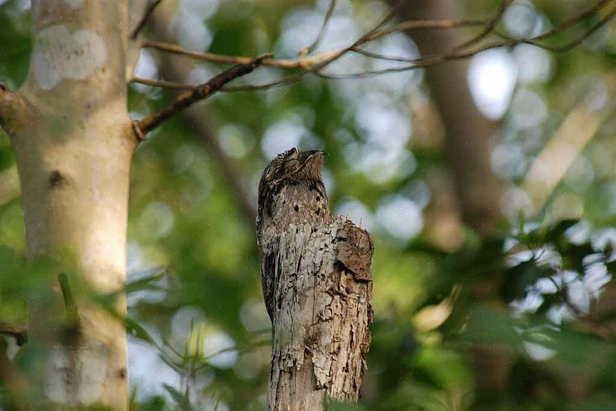 Birders που καταλαβαίνουν τα καμουφλαρισμένα πουλιά μπορούν να μάθουν να βλέπουν αυτά τα φτερωτά φτερά