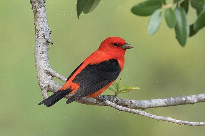 Ταυτοποίηση καλοκαιριού tanager