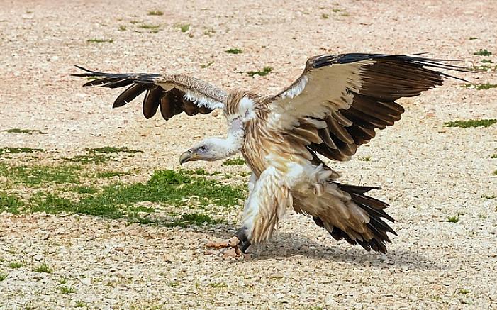 Σήμερα οι γύπες της Βόρειας Ευρώπης μπορεί να αποκαλούνται κοινώς buzzards