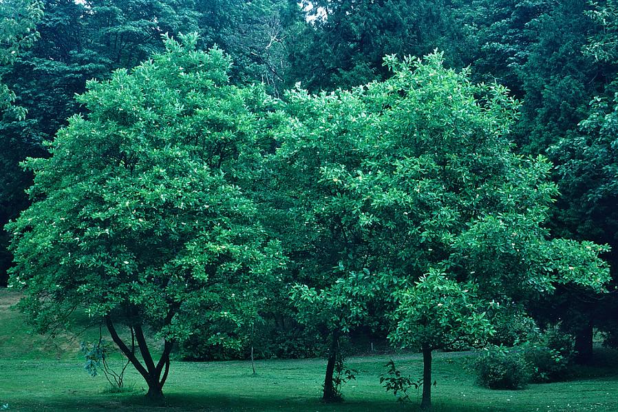 Το sweetbay magnolia (Magnolia virginiana) είναι ένα ανθισμένο δέντρο ή θάμνος που μπορεί να είναι είτε