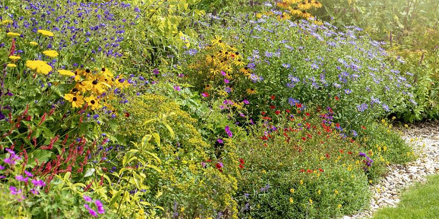 Τα λουλούδια από χαρτόνι του Xerochrysum bracteatum έχουν ξεγελάσει περισσότερα από ένα άτομα που πίστευαν