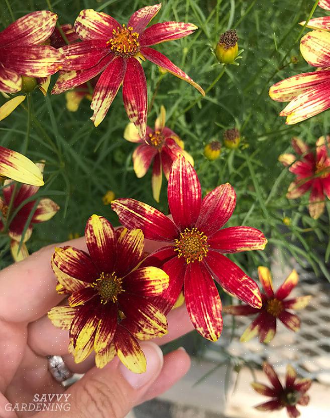 Ακόμη και ετήσιος ανθοφόρος Coreopsis