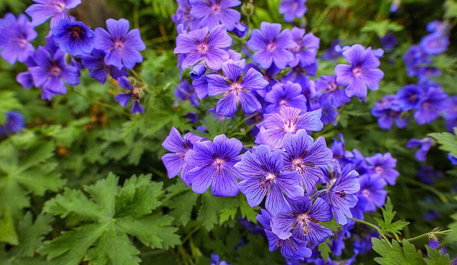 Το Geranium sanguineum εξαπλώνεται λιγότερο γρήγορα από το Geranium endressii