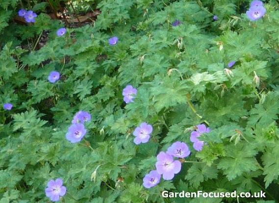 Το Geranium Rozanne έγινε αντιληπτό λόγω των λαμπερών βιολετί-μπλε ανθών του