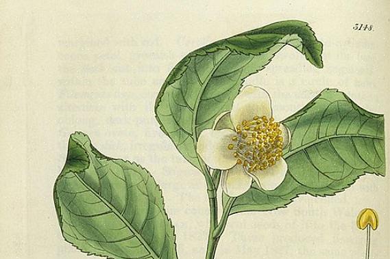 Το Camellia sinensis (ή το φυτό τσαγιού) χρησιμοποιείται για την παρασκευή των περισσότερων παραδοσιακών