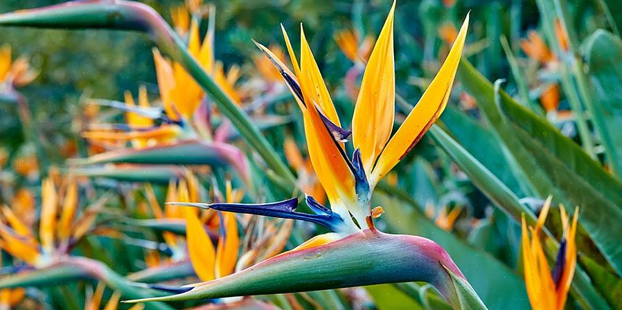 Strelitzia reginae (το πορτοκαλί πουλί του παραδείσου)