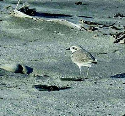 Τα Shorebirds έρχονται σε πολλά σχήματα και μεγέθη