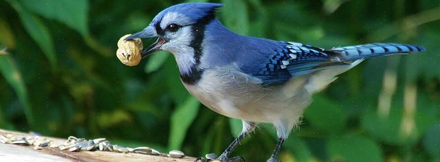 Οι μπλε jays προσελκύονται επίσης από το νερό