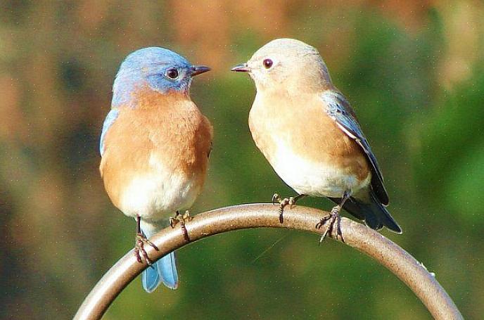 Πολλά birders πίσω αυλών μπορούν να προσελκύσουν bluebirds κάθε εποχή