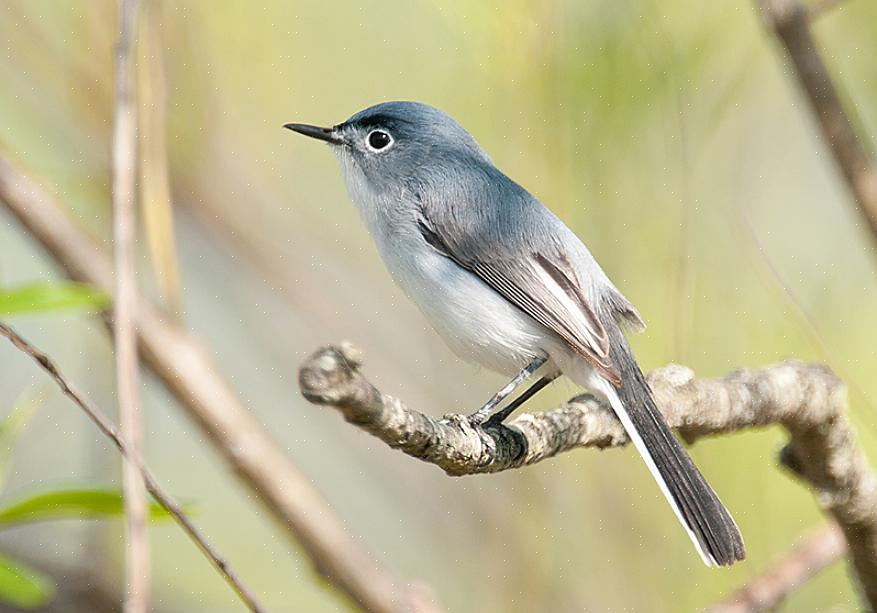 Το μπλε-γκρι gnatcatcher είναι ένα ενεργητικό πουλί