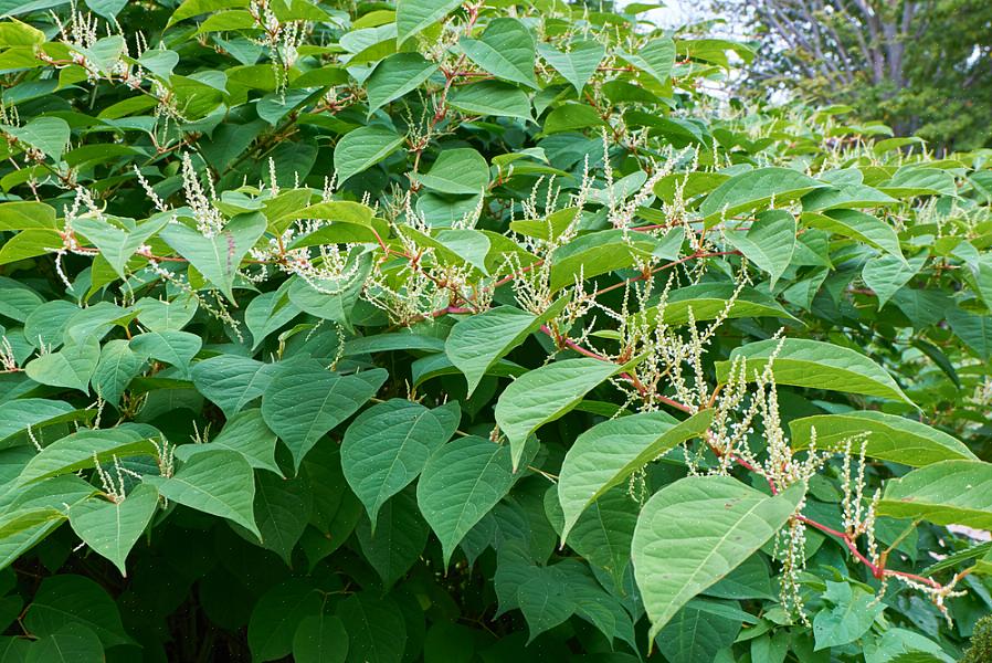 Το ιαπωνικό knotweed μπορεί επίσης να χρησιμοποιήσει την «υπεράσπιση αδράνειας» κατά του ζιζανιοκτόνου