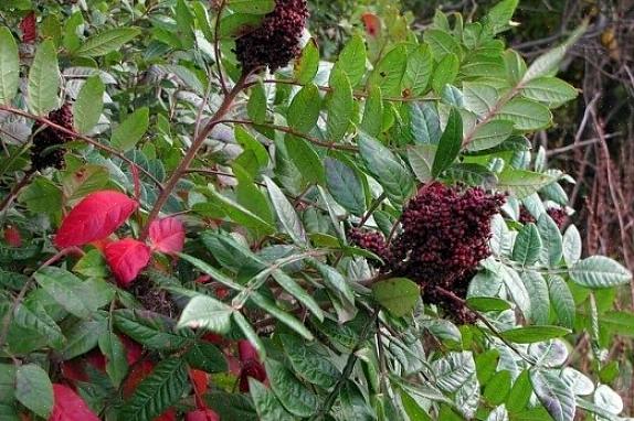 Αυτοί που βρίσκονται στο staghorn sumac καλύπτονται από μικροσκοπικές τρίχες