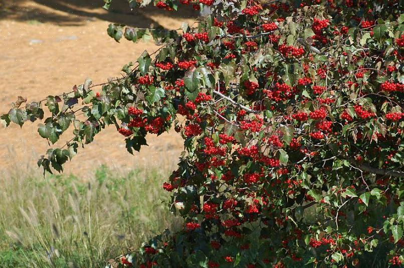 Η Σχολή Δασικών Πόρων της Warnell επισημαίνει μερικά από αυτά τα ευεργετικά χαρακτηριστικά