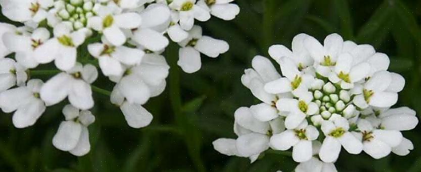 Το Candytuft (Iberis sempervirens) είναι ένα αιώνιο λουλούδι που αγκαλιάζει το έδαφος