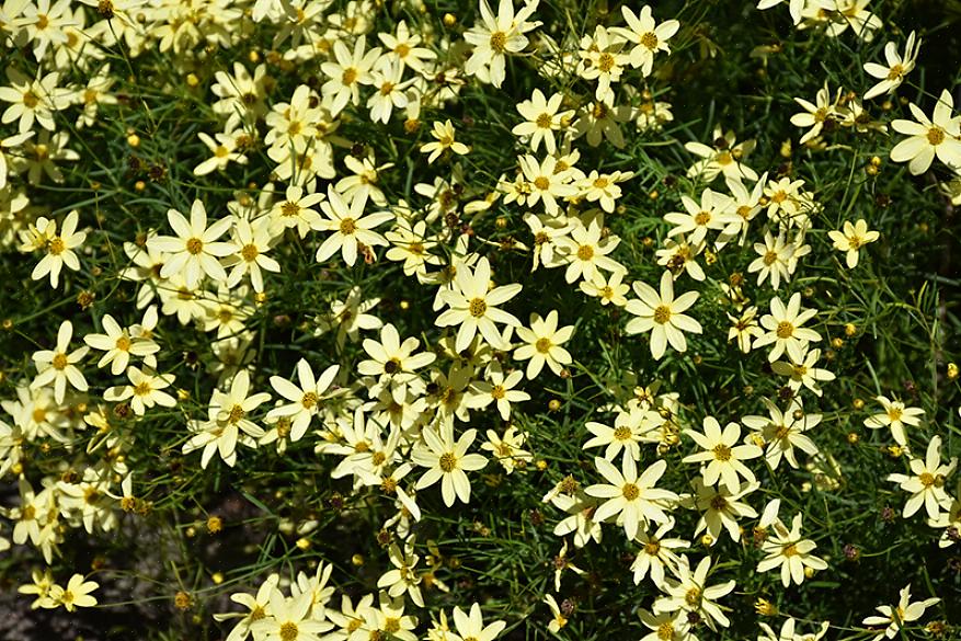 Η ταξινομία ταξινομεί τα άνθη της Moonbeam coreopsis ως Coreopsis verticillata «Moonbeam»