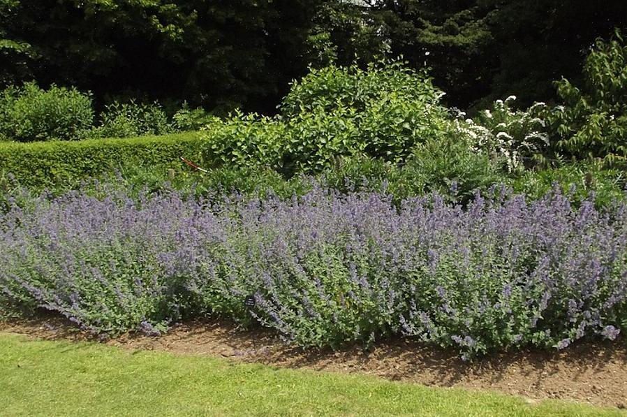 Η ταξονομία των φυτών ταξινομεί το catmint του Six Hills Giant ως Nepeta x faassenii «6 Hills Giant»