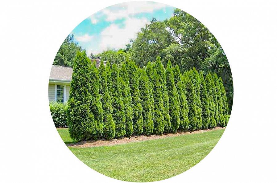 Woodward globe arborvitae (Thuja occidentalis Woodwardii)