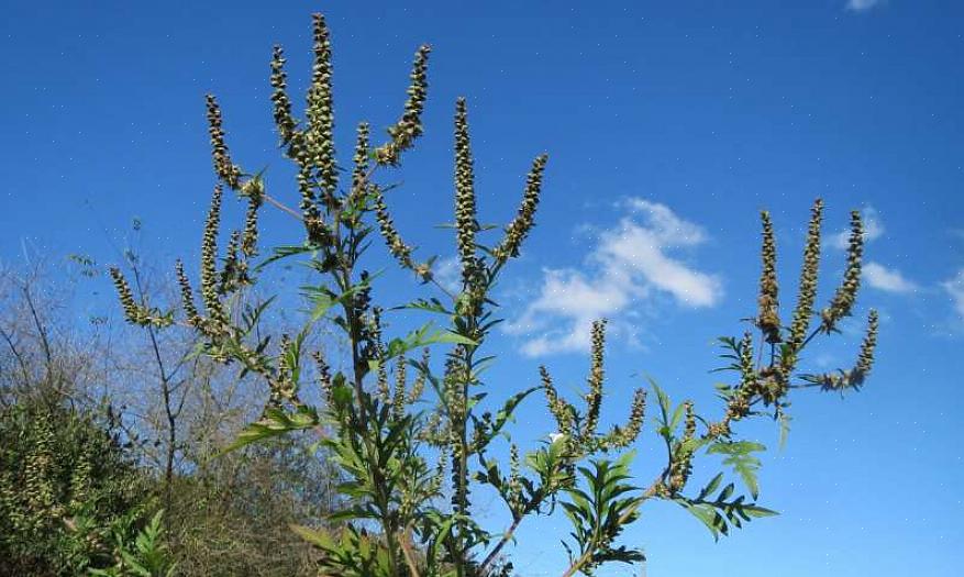 Το γιγαντιαίο ragweed αντιπροσωπεύουν το μεγαλύτερο μέρος του αλλεργικού πυρετού που παρατηρήθηκε στη Βόρεια