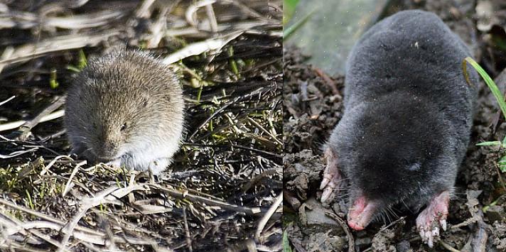 Ένα vole (Myodes) ταιριάζει πολύ με τη συνηθισμένη εικόνα που έχουμε στο μυαλό μας όταν σκεφτόμαστε ένα