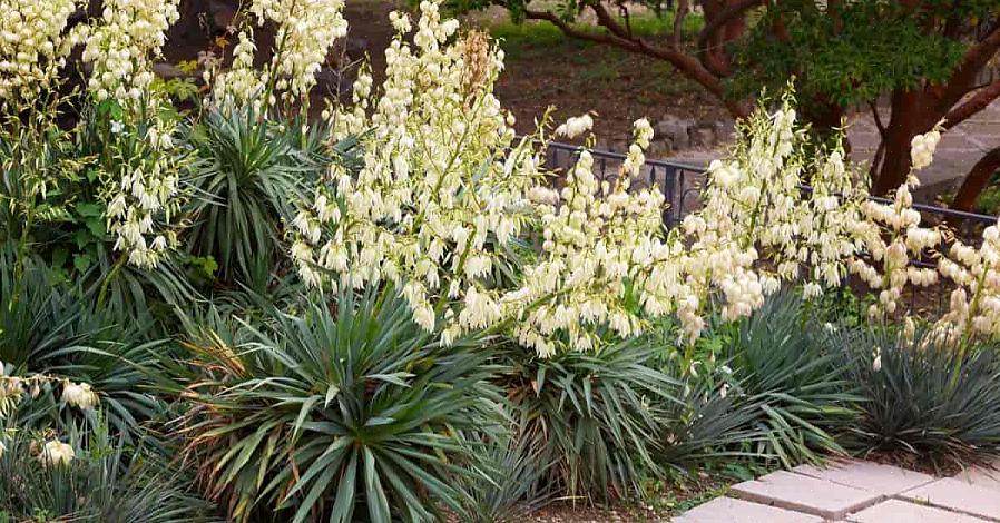 Μπορείτε να φυτέψετε το Yucca filamentosa στις ζώνες ανθεκτικότητας USDA 5 έως 10