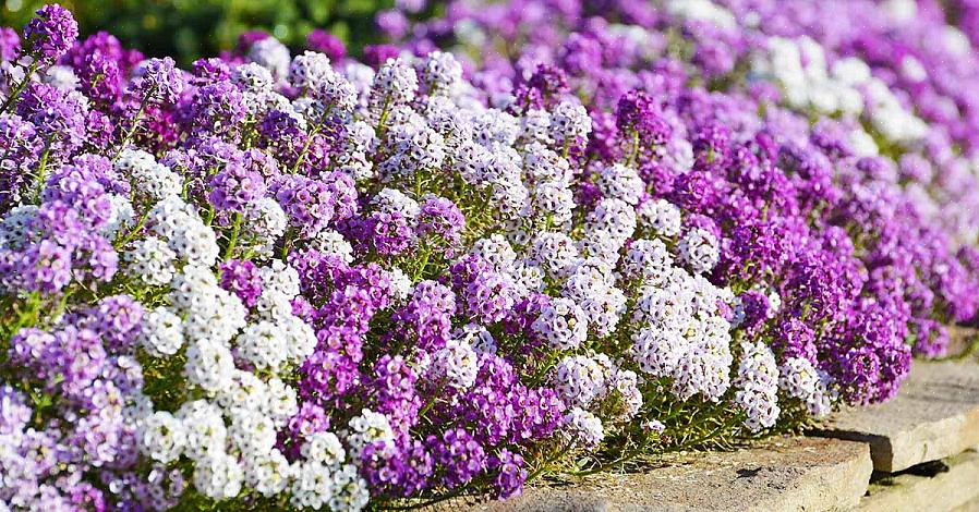 Τα γλυκά λουλούδια alyssum είναι από τα πιο δημοφιλή φυτά που πωλούνται σε κέντρα κήπου στη Βόρεια Ευρώπη