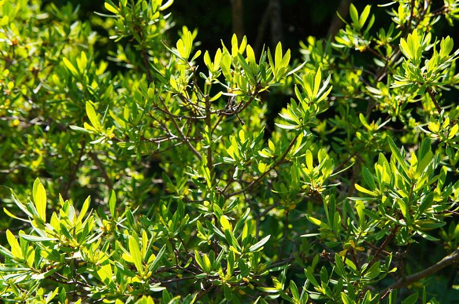 Το "Northern bayberry shrub" (στο εξής