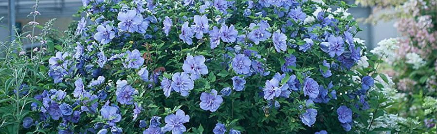 Τα μπλε λουλούδια ιβίσκου στολίζουν το Hibiscus syriacus Blue Chiffon από τα μέσα του καλοκαιριού έως