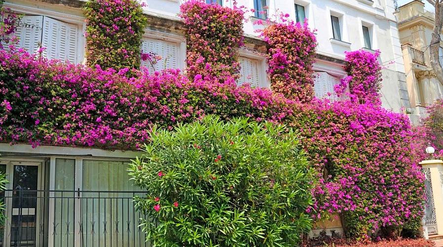 Το "Bougainvillea" χρησιμοποιείται ως βοτανικό όνομα (όνομα γένους) στην ταξινόμηση των φυτών