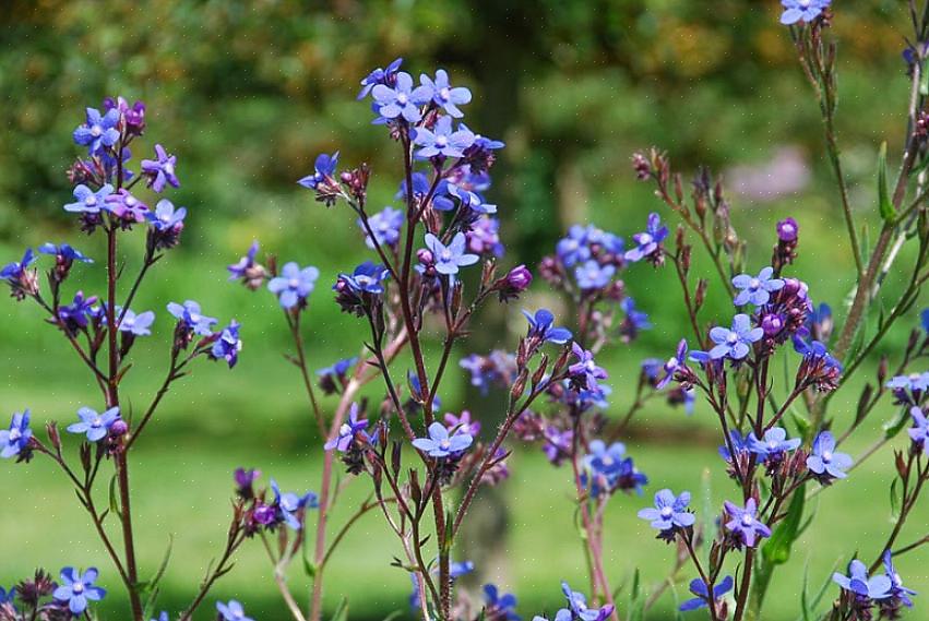 Αλλά επειδή το Anchusa azurea «Dropmore» είναι τόσο ψηλό πολυετές