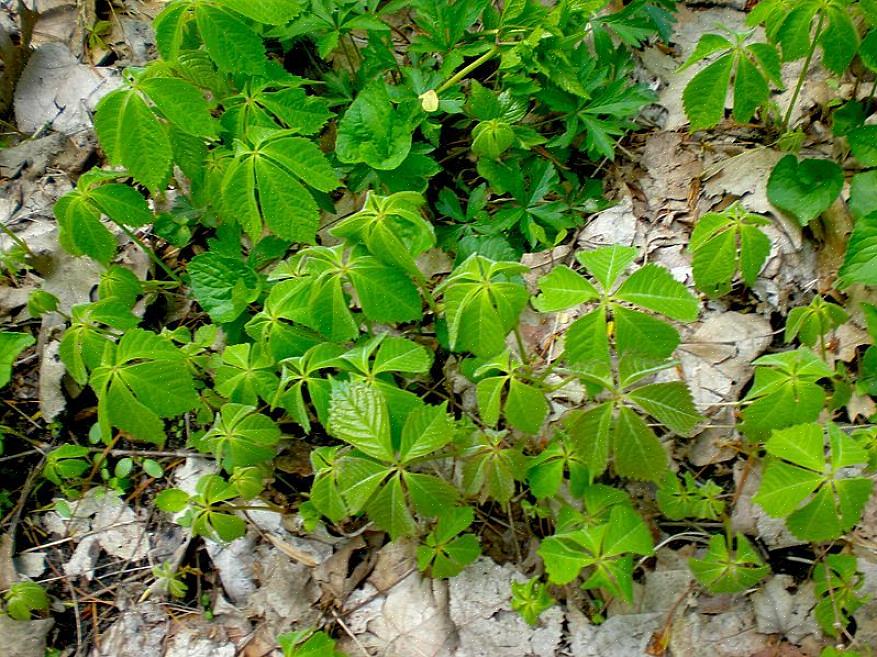 Το κάλυμμα εδάφους Bunchberry είναι ένα δασώδες φυτό που μεγαλώνει στη σκιά του δάσους