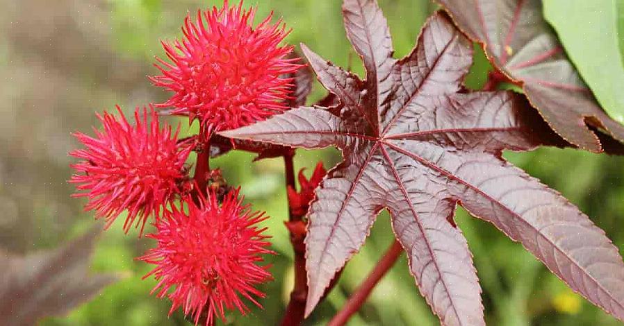 Τα φυτά Castor Bean καλλιεργούνται κατά τη διάρκεια του καλοκαιριού σε ένα βόρειο τοπίο