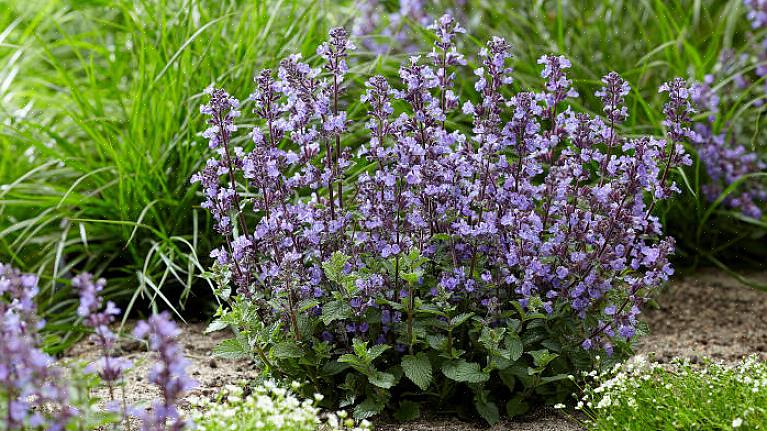 Φυτά Catmint «6 Hills Giant»