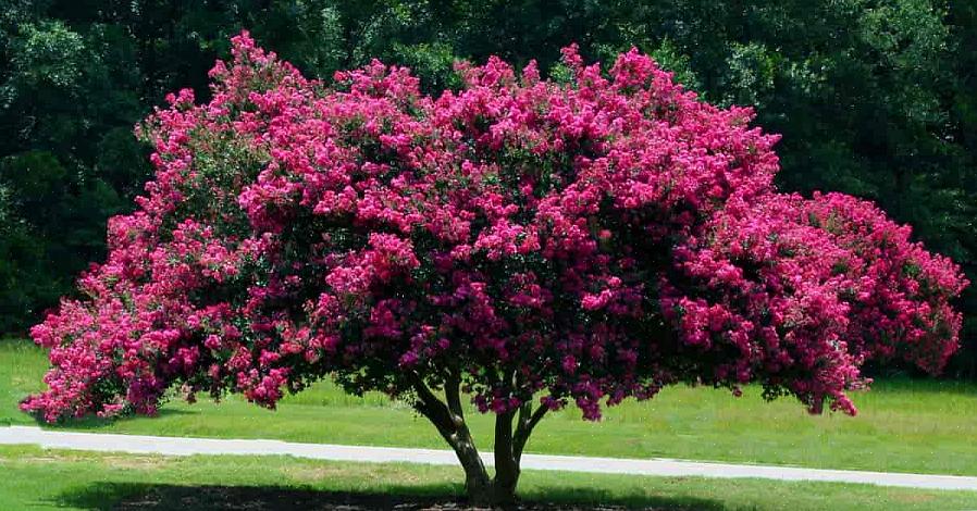 Συμπεριλαμβανομένων των Natchez crepe myrtles