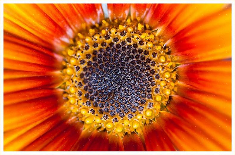 Το φυτό τσέπης (Calceolaria crenatiflora) ονομάζεται έτσι για τα λουλούδια σε σχήμα θήκης