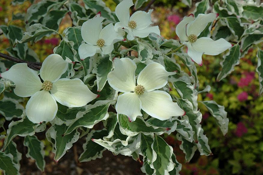 «Wolf eyes» Κινέζικα δέντρα dogwood ανθίζουν στα τέλη της άνοιξης έως τις αρχές του καλοκαιριού για διάστημα